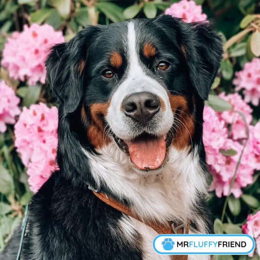 Photo de couverture du blog sur les plus gros chiens – un Bouvier bernois tout content parmi les fleurs roses