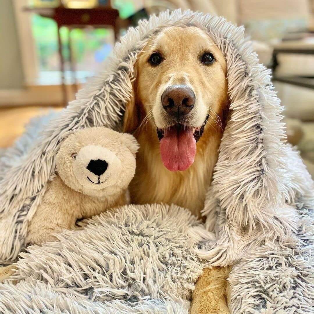 MrFluffyFriend - Meilleure Couverture Pour Chien