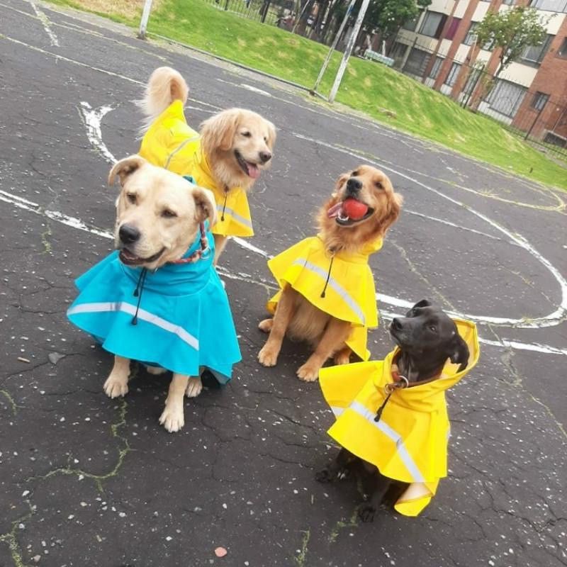 MrFluffyFriend - Le meilleur imperméable pour chien