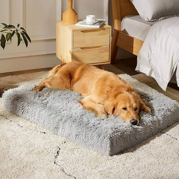 Offrez à votre chien le confort qu'il mérite